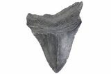 Serrated, Fossil Megalodon Tooth - South Carolina #371952-1